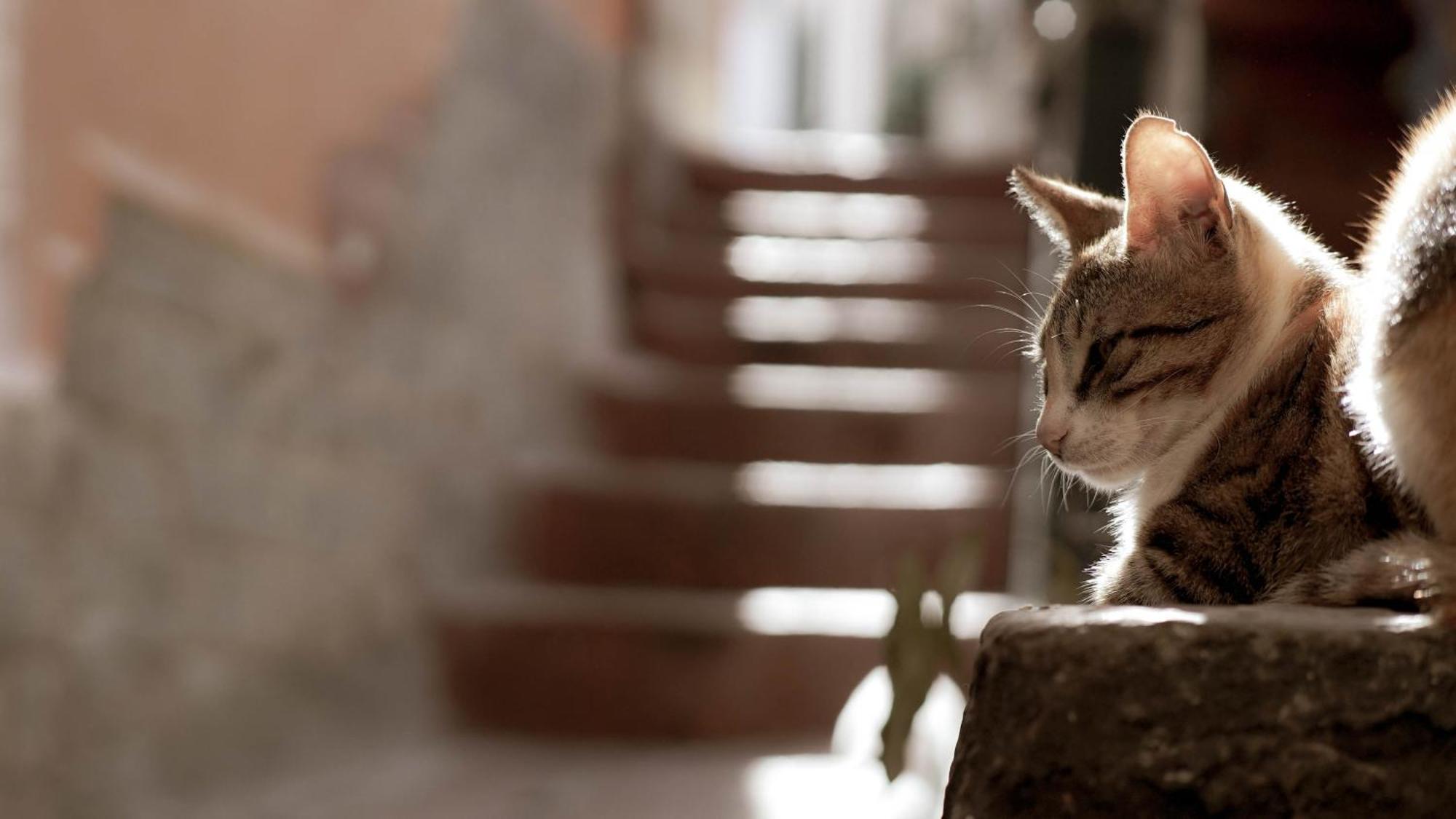 Casa Nel Borgo Dei Gatti Apartment Cetara Ngoại thất bức ảnh